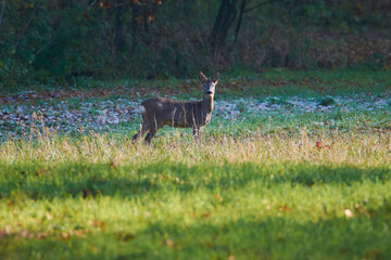 Animals photographed in the wild