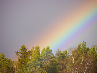 Fototapeta premium A rainbow over the forest