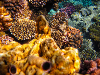 Beautiful underwater landscape on a coral reef in the Red Sea