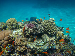 Naklejka na ściany i meble Beautiful underwater landscape on a coral reef in the Red Sea