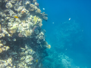 Beautiful underwater landscape on a coral reef in the Red Sea