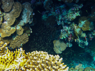 Beautiful underwater landscape on a coral reef in the Red Sea