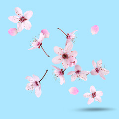 Spring blossoms. Beautiful flowers flying on light blue background