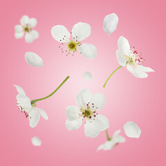 Spring blossoms. Beautiful flowers flying on pink background