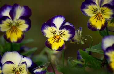 Pansy flower in the garden