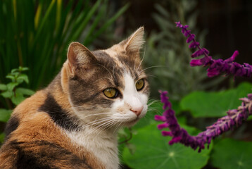 Portrait of a cat in the garden