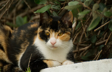 Portrait of a cat in the garden