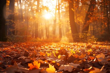 The suns rays illuminate the trees in the woods, casting shadows and highlighting golden leaves on...