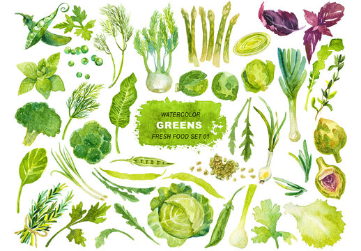 Watercolor painted collection of green vegetables. Hand drawn fresh food design elements isolated on transparent background.