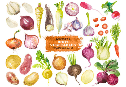 Watercolor painted collection of root vegetables. Hand drawn fresh food design elements isolated on transparent background.