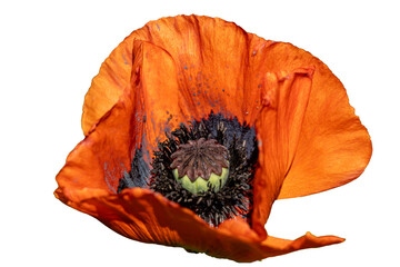 Red orange poppy flower isolated 