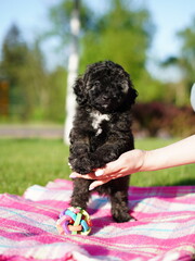 Black Toy Poodle Puppy sits on blanket in a park. Cute puppy is looking at the camera. Domestic pets	