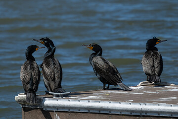 Cormorants resting on a dock