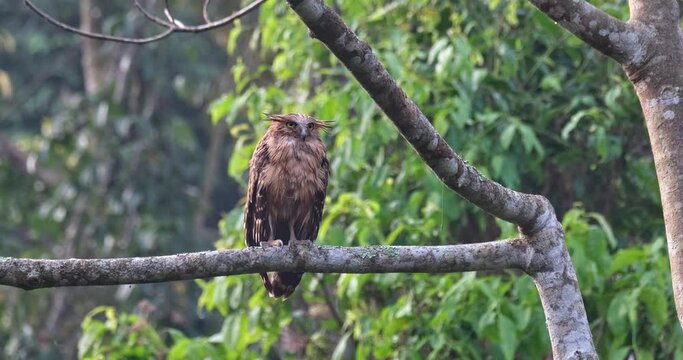 Camera zooms out while sliding to the left as this Owl is resting during the morning, Buffy Fish-Owl Ketupa ketupu, Juvenile, Thailand