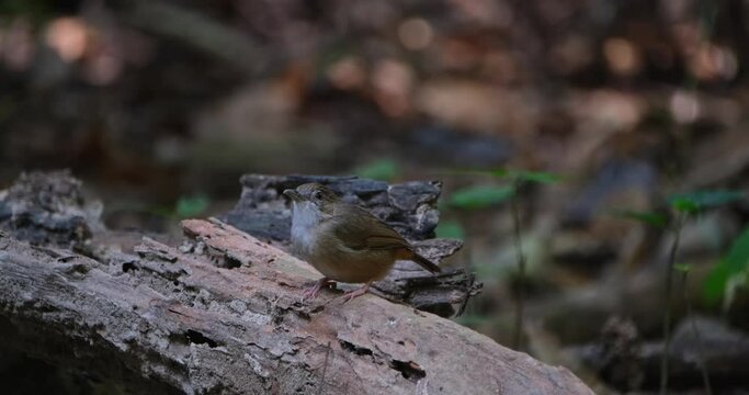 Facing towards the left and then turns its head around to look towards the camera, Abbott's Babbler Malacocincla abbotti, Thailand