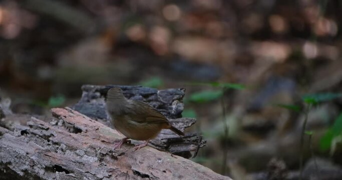 Zooming in and sliding to the left while perched on a rotten log on the ground, Abbott's Babbler Malacocincla abbotti, Thailand