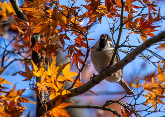 Eurasian Tree Sparrow (Passer montanus) - London Park's Chirpy Resident