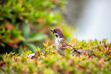 Eurasian Tree Sparrow (Passer montanus) - London Park's Chirpy Resident