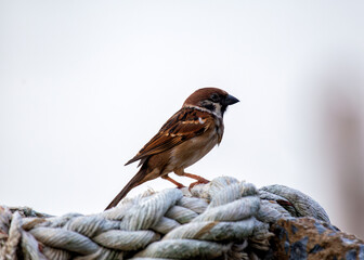 Eurasian Tree Sparrow (Passer montanus) - London Park's Chirpy Resident