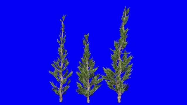 3D hollywood juniper tree cluster with wind effect on blue screen 3D animation. You can easily key out (remove) the blue screen with just one click using any video editor.
