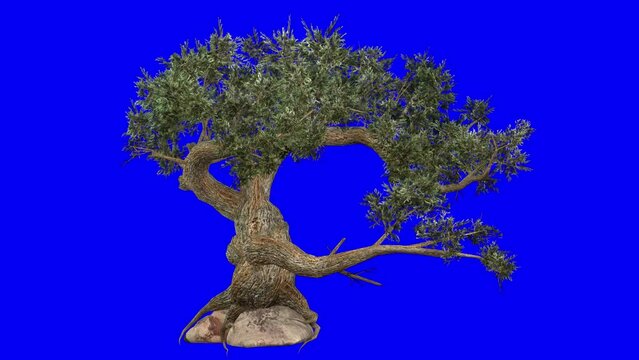 3D jeffrey pine tree with wind effect on blue screen 3D animation. You can easily key out (remove) the blue screen with just one click using any video editor.