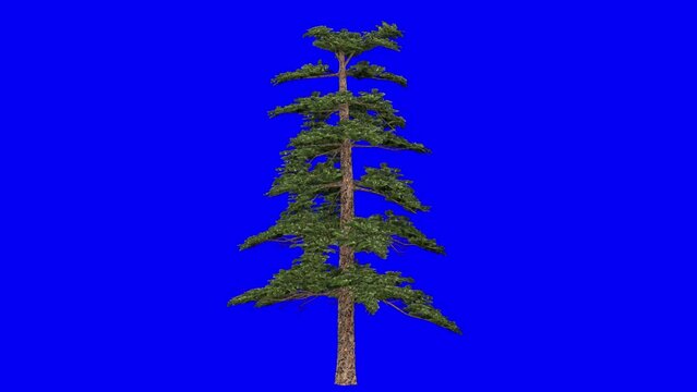 3D huangshan pine tree with wind effect on blue screen 3D animation. You can easily key out (remove) the blue screen with just one click using any video editor.