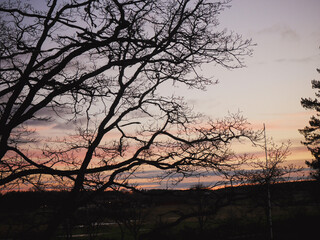 Obraz premium View of a bare tree against sky during evening
