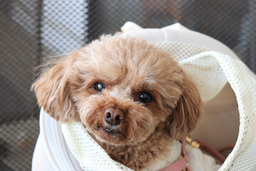 ペット用バッグに入っているトイ・プードル