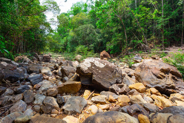 Stream in the tropical jungles of South East Asia