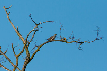 Animals photographed in the wild