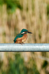 Animals photographed in the wild