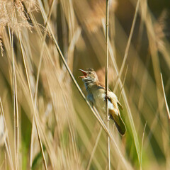 Animals photographed in the wild