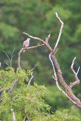 Animals photographed in the wild