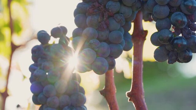 Beautiful Healthy Red Bunch of Grapes With Sunset Light Shining Through It - Macro Shot
