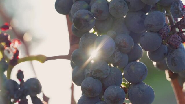 Red Grapes on Vine Bearing Fruit Before Harvest At Sunset With Sun Rays Shining Through - Macro