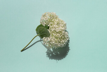 White hydrangea flower on the blue background. Top view