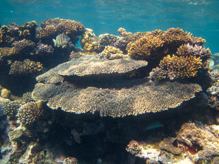 Naklejka na ściany i meble Beautiful corals in the coral reef of the Red Sea. Colored corals. Undersea world.