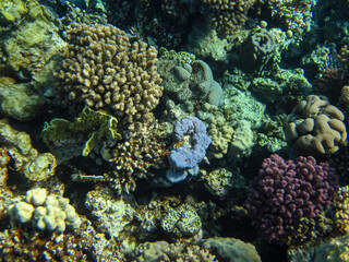 Naklejka na ściany i meble Beautiful corals in the coral reef of the Red Sea. Colored corals. Undersea world.