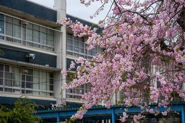 学校の校舎と満開の桜