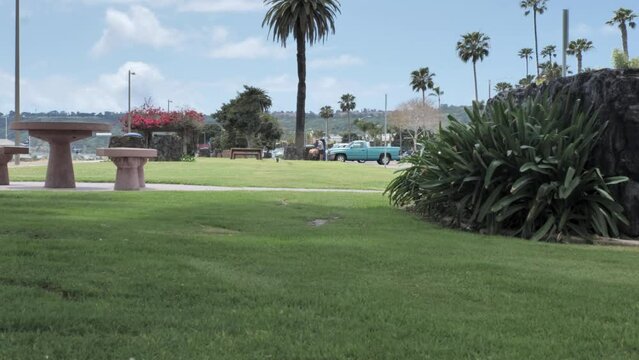 Duck quacking and flying away. Male duck walking on green grass