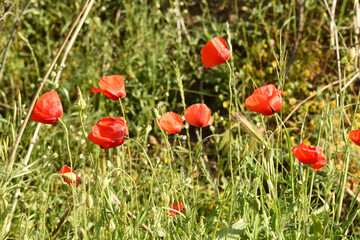 Amapolas en una tarde de primavera