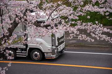 桜並木の横を走るトラック