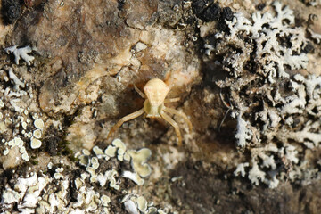 Spider on the rock with moss. Macro