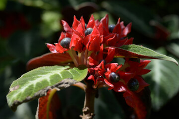 コリトプレクツス・スペキオスス