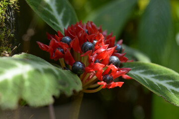 コリトプレクツス・スペキオスス