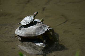 Fototapeta premium 亀の親子