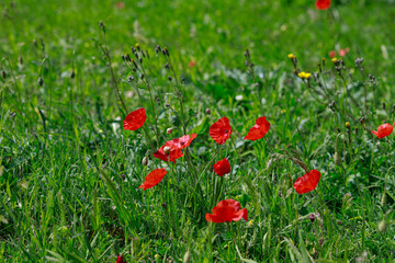 Green meadow with red poppies in the foreground, bright colors.