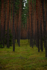 Polish forest