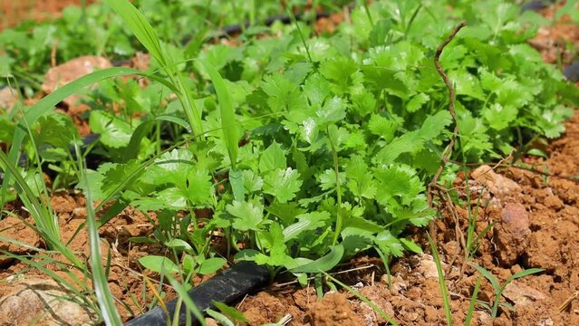 Closeup footage of fresh coriander leaves growth in the field on a sunny day