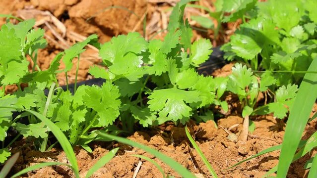 Closeup footage of fresh coriander leaves growth in the field on a sunny day
